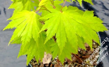 Acer shirasawanum '6910' - mapleridgenursery